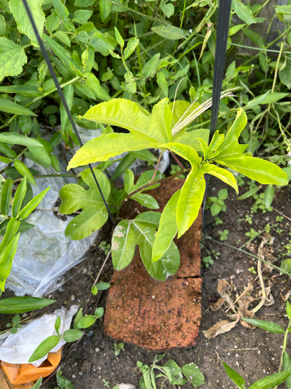 百香果侧芽和花苞图片图片