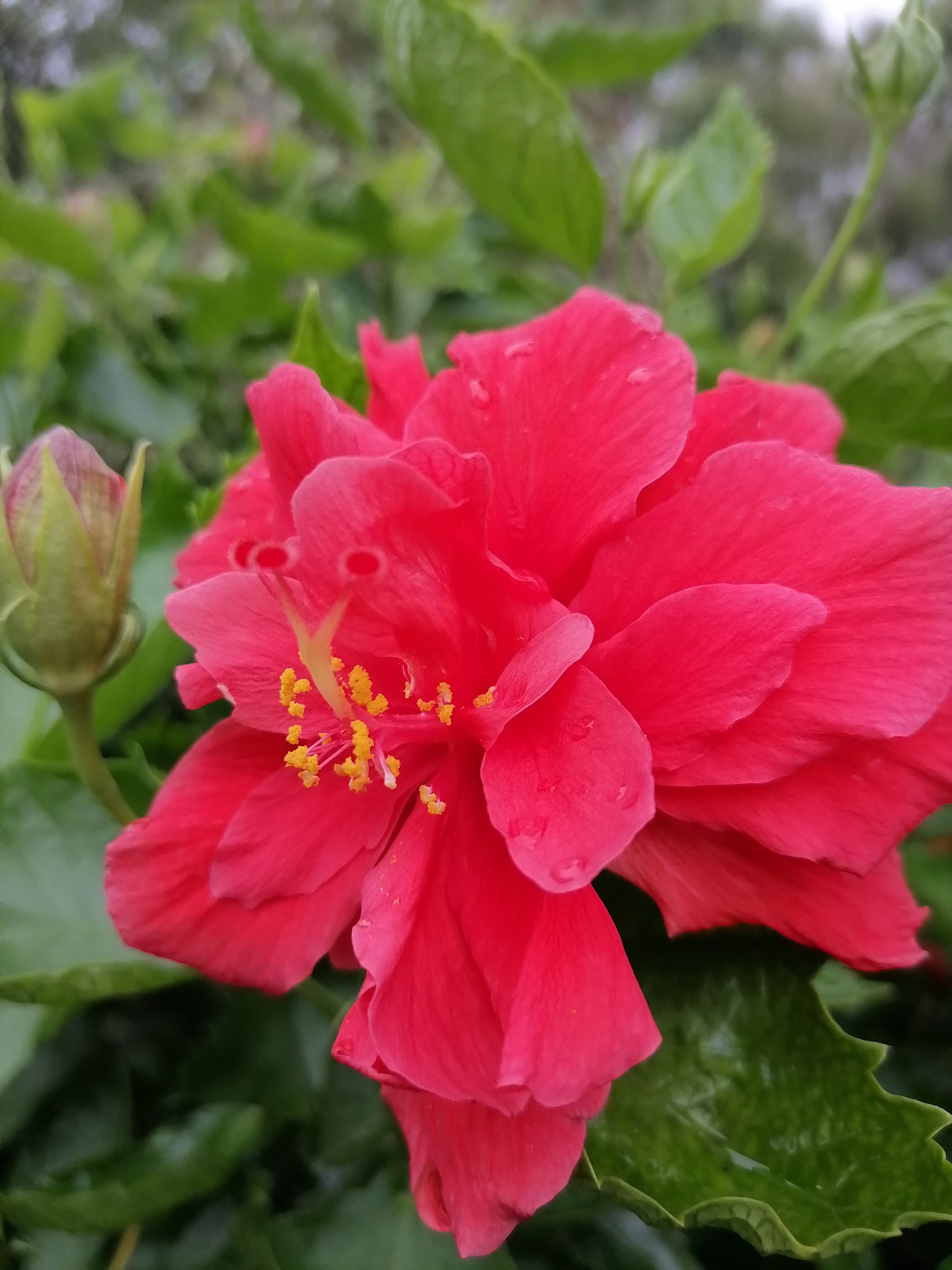 芙蓉花图片真实照片图片