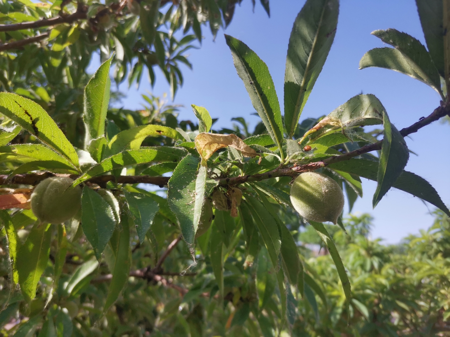 95夏日绿意盎然