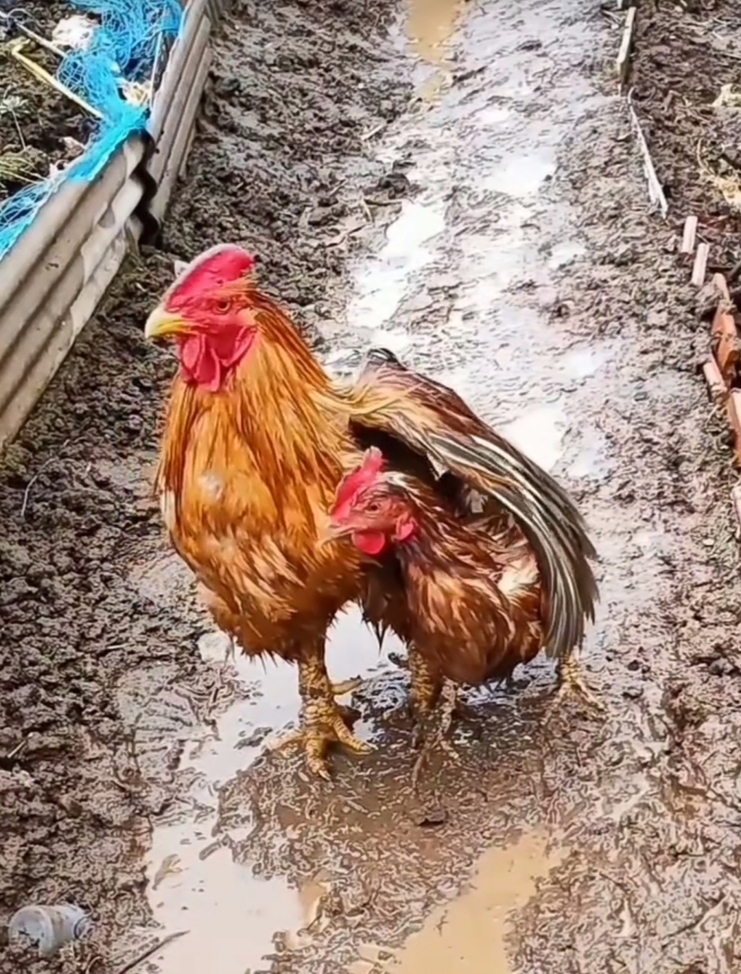 雨中护鸡图图片