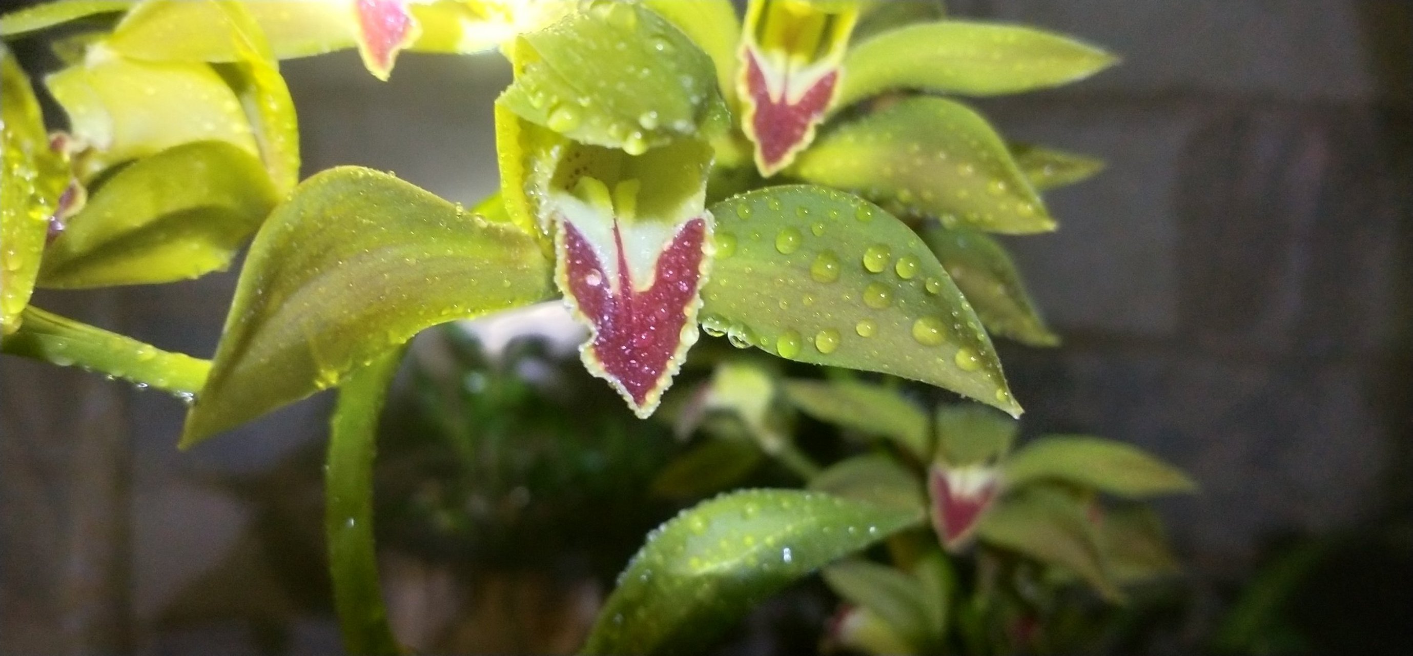 最喜欢的一款虎头兰,又名红嘴鸥.一杆可多花至数十朵.