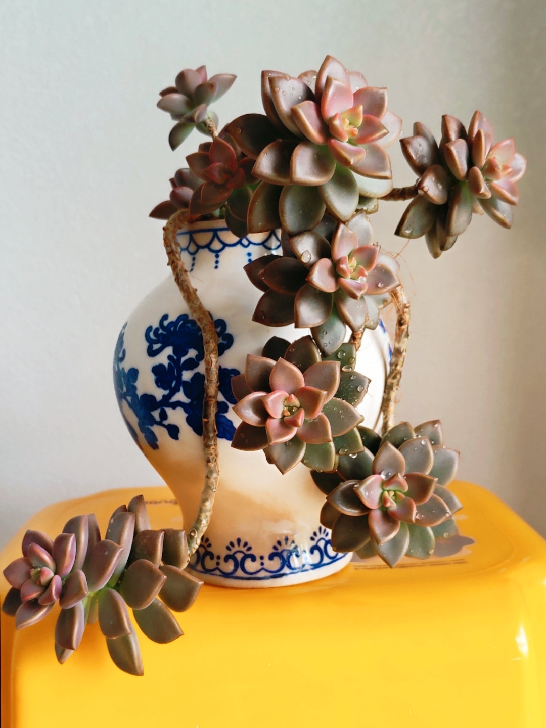 多肉姬胧月很容易养成老桩,出了状态上了色会更漂亮.