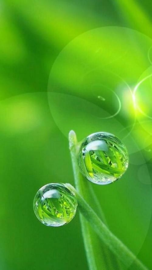 高清晰绿色养眼清新淡雅干净的绿色壁纸屏保手机背景墙的图片!