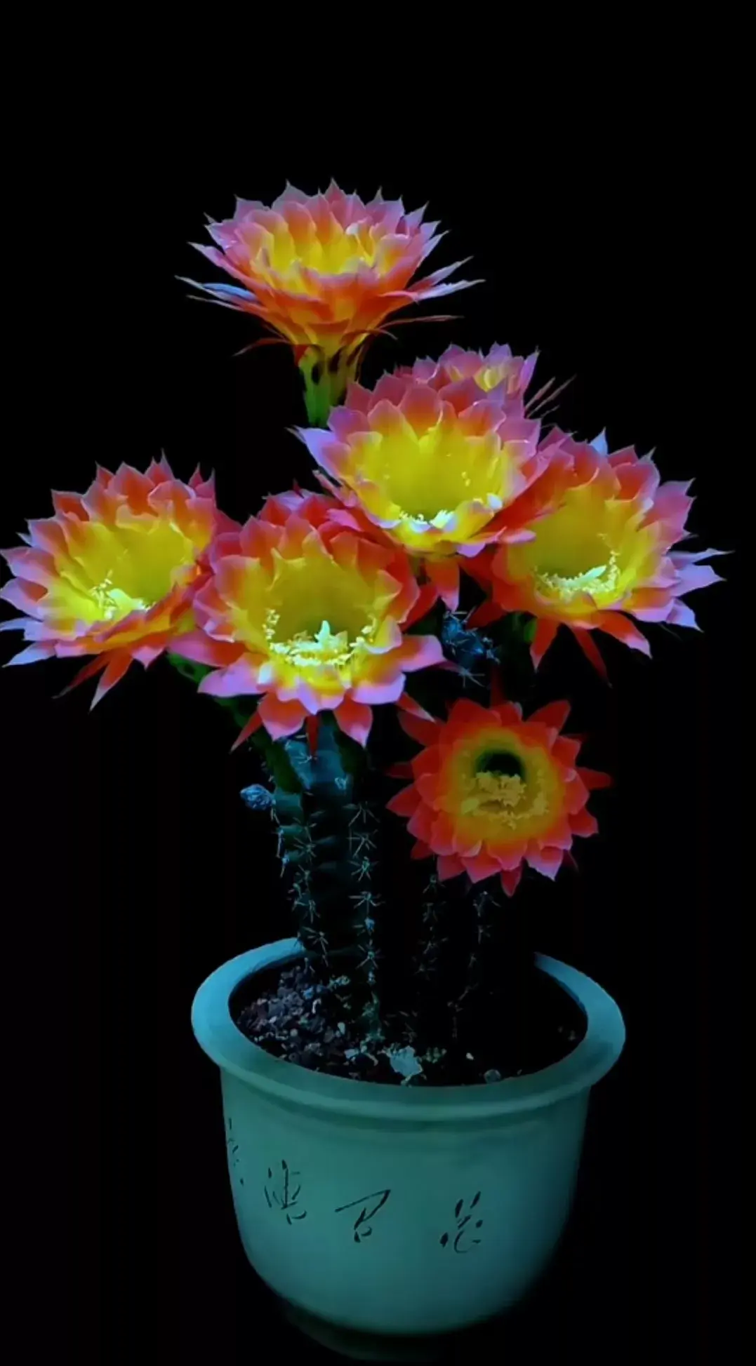 仙人鞭山影开花太鲜艳了,沙漠里的玫瑰!