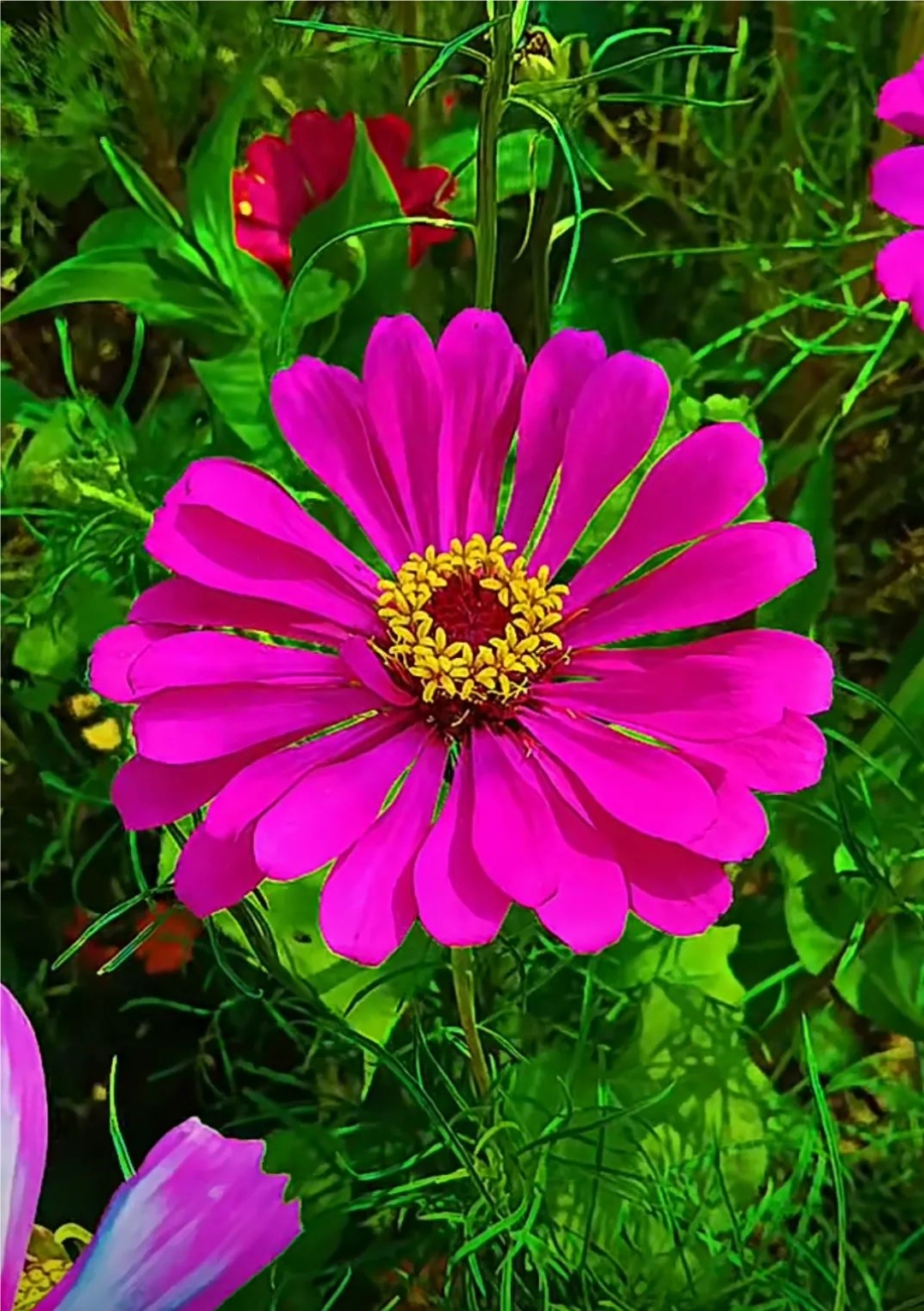 粉色漂亮的格桑花图片!