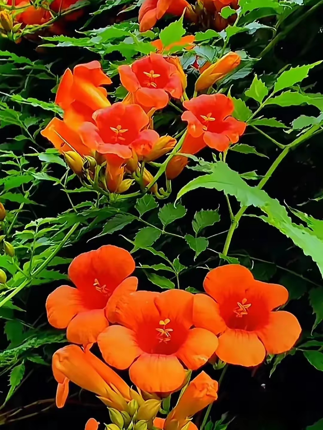 漂亮的凌霄花图片!
