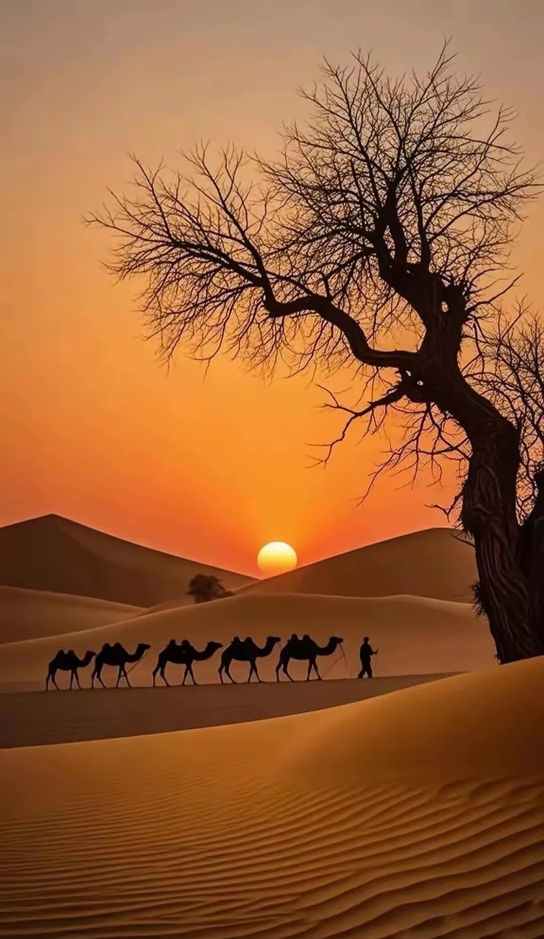 枯树和落日,沙漠丘陵和骆驼,组合在一起就是西域的风景