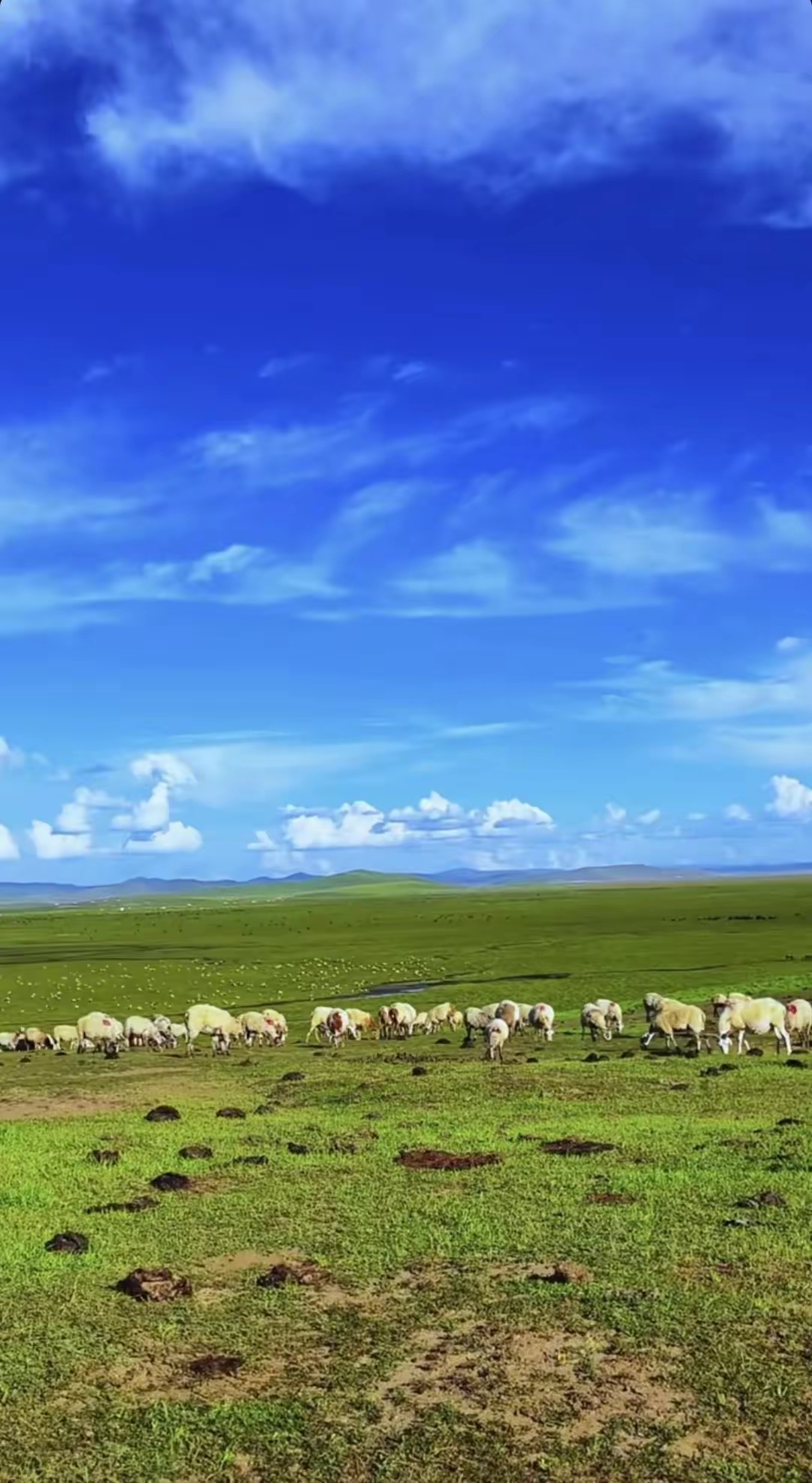 蓝天白云下,绿草如茵,羊群悠闲地享受着这美好时光