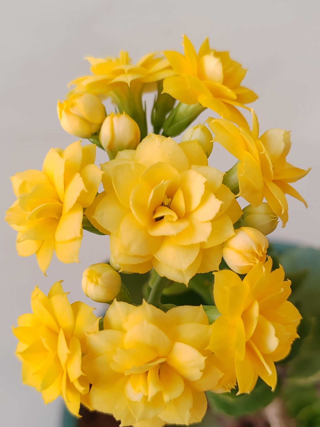 长寿花黄精灵干净靓丽淡雅的花朵,越看越喜欢的长寿花图片!点赞使用吧