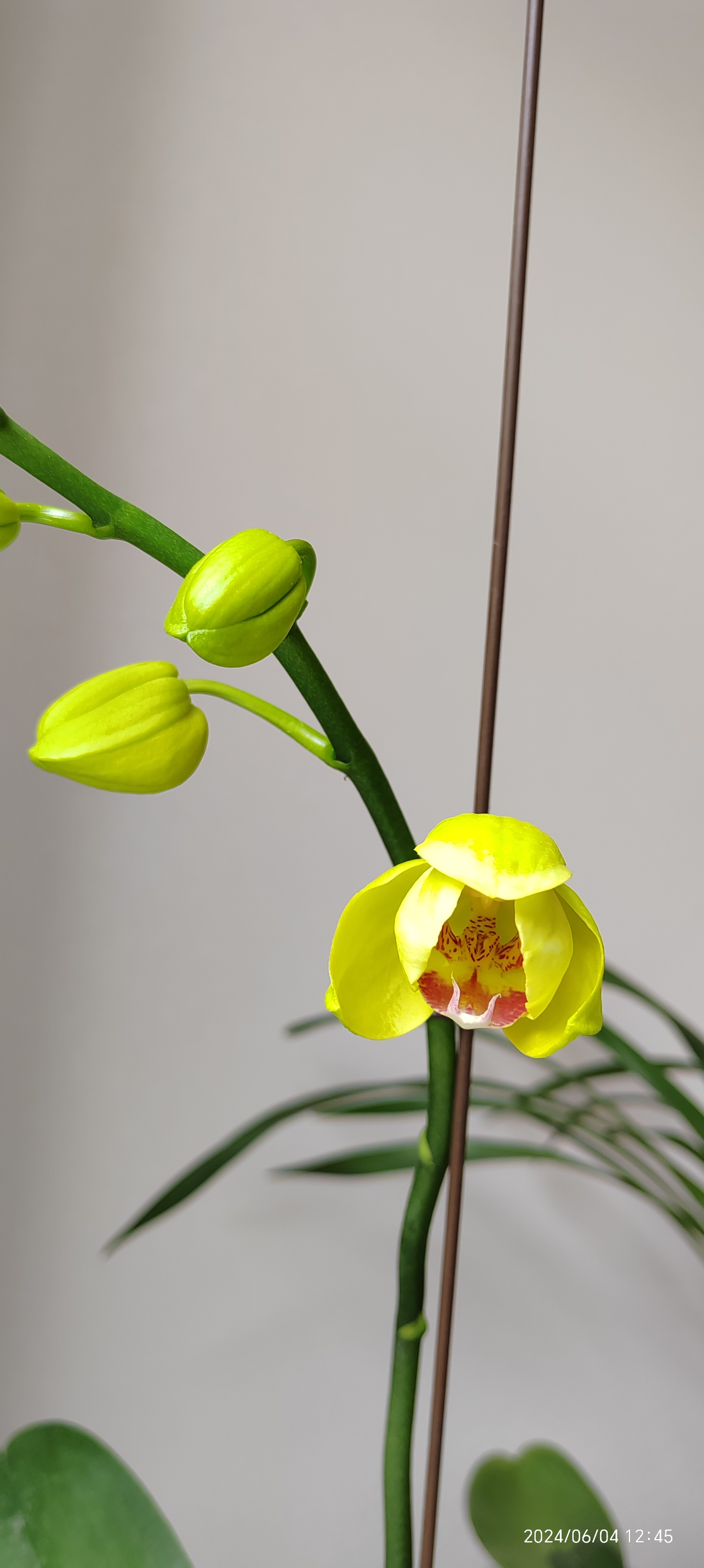 蝴蝶兰甜格格终于开花了!每年都是过完年后才长花剑,今年开花更晚!