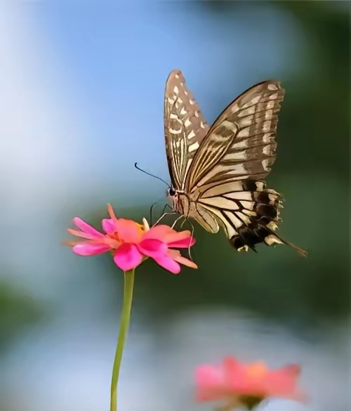 哇,这只蝴蝶也太会选花了吧,停驻在这么鲜艳的花朵上,真是美得让人