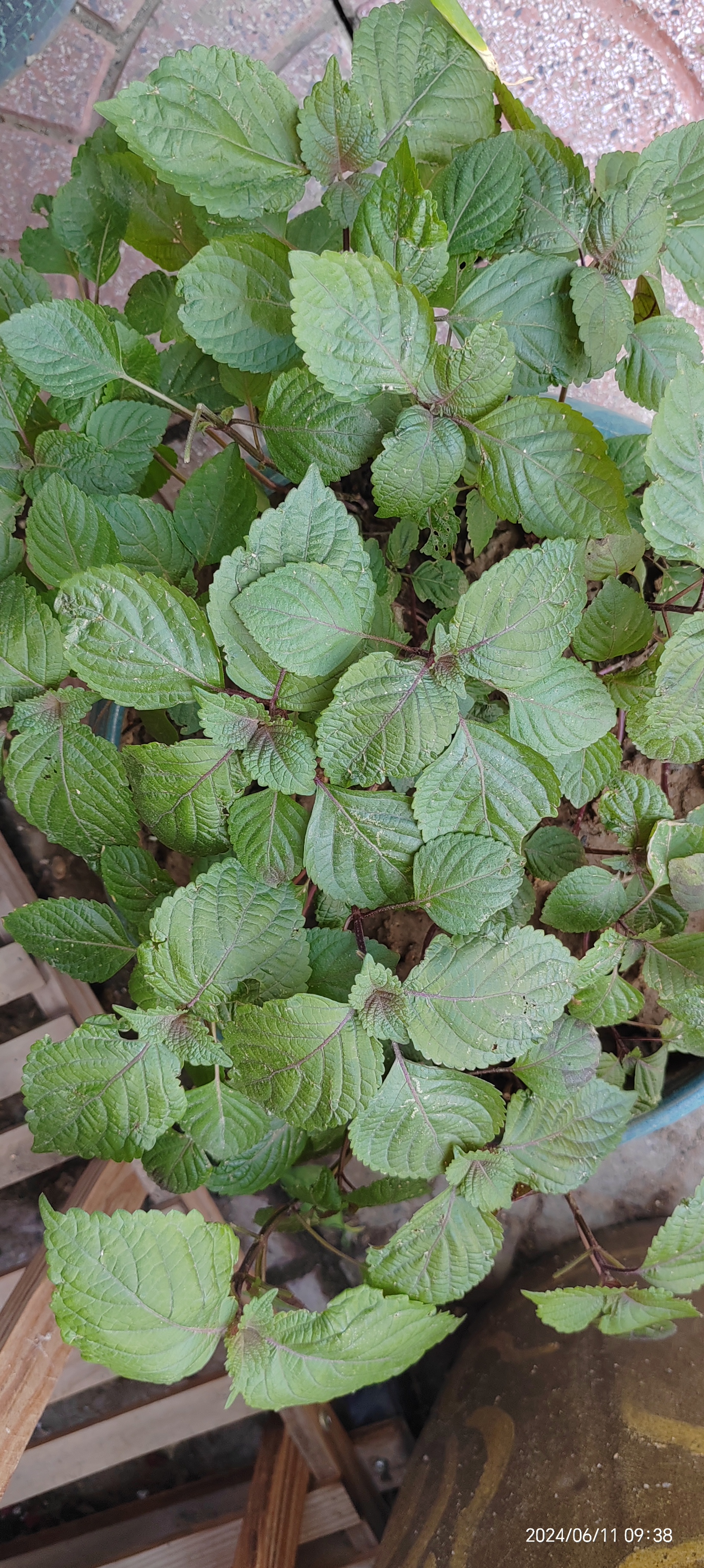 花盆里种的苏子叶,长势还不错,可以吃了!