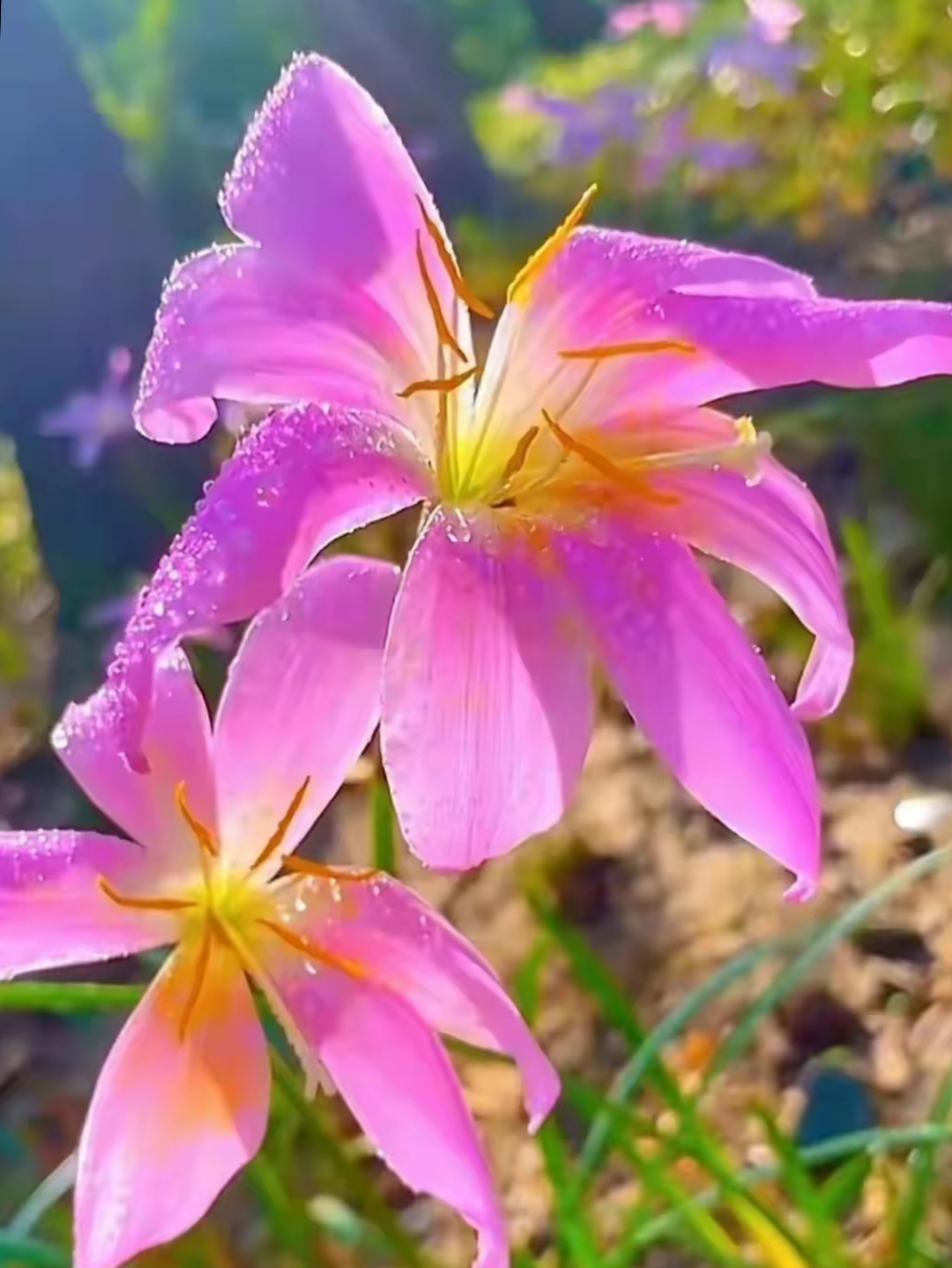 不畏惧风雨的花朵图片.