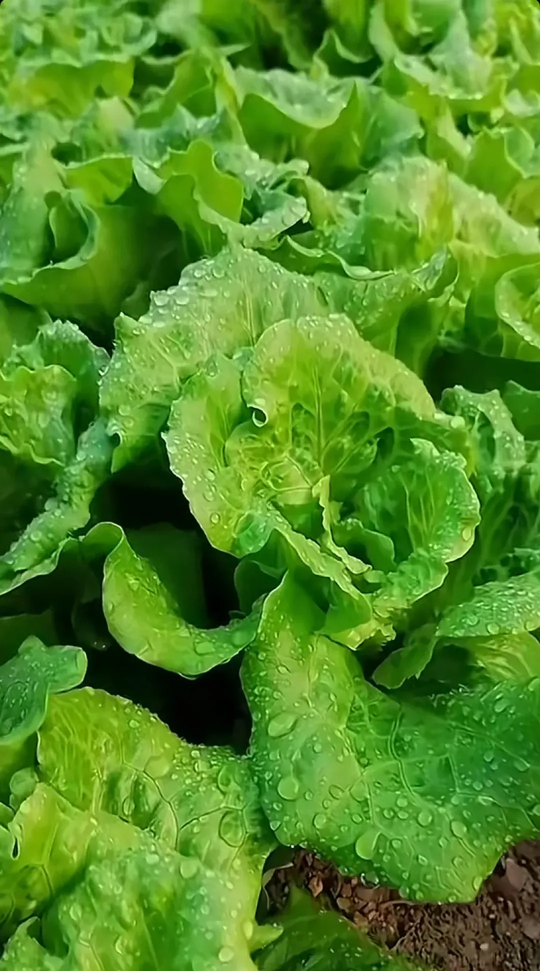 田园里的大白菜,清晨的露珠闪着光,每一颗都是大自然的珍珠