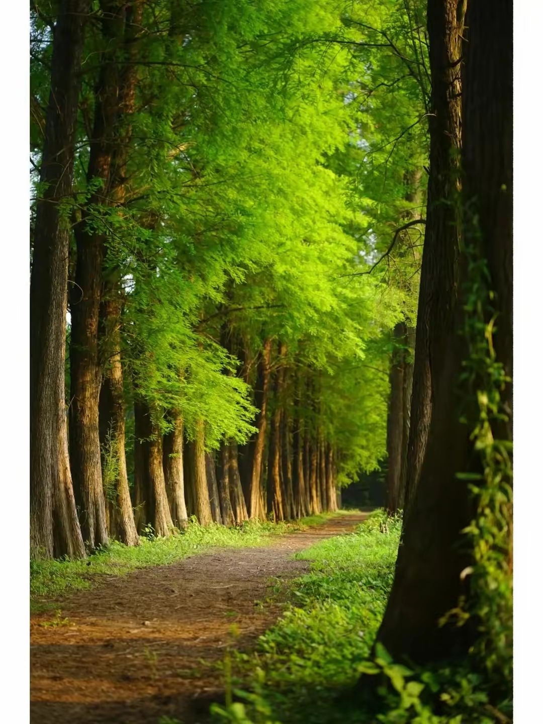 绿野仙踪,做壁纸图片手机背景屏保都可以.