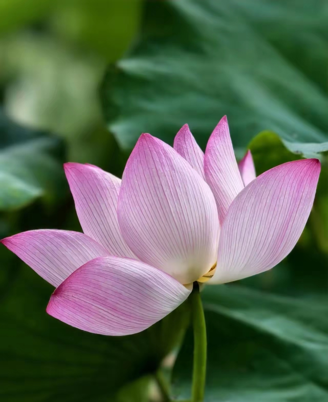 漂亮的荷花图!荷韵生香,夏日限定.