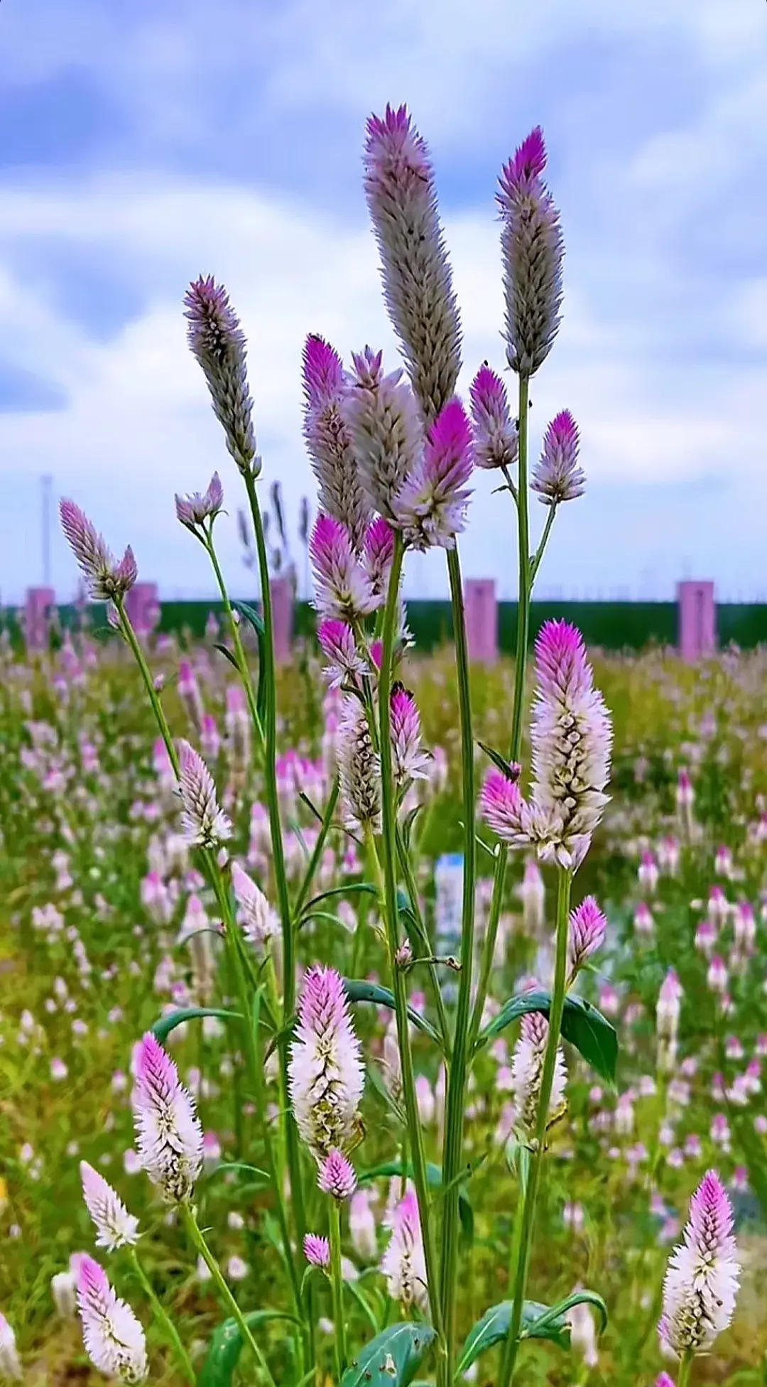 身边的花草