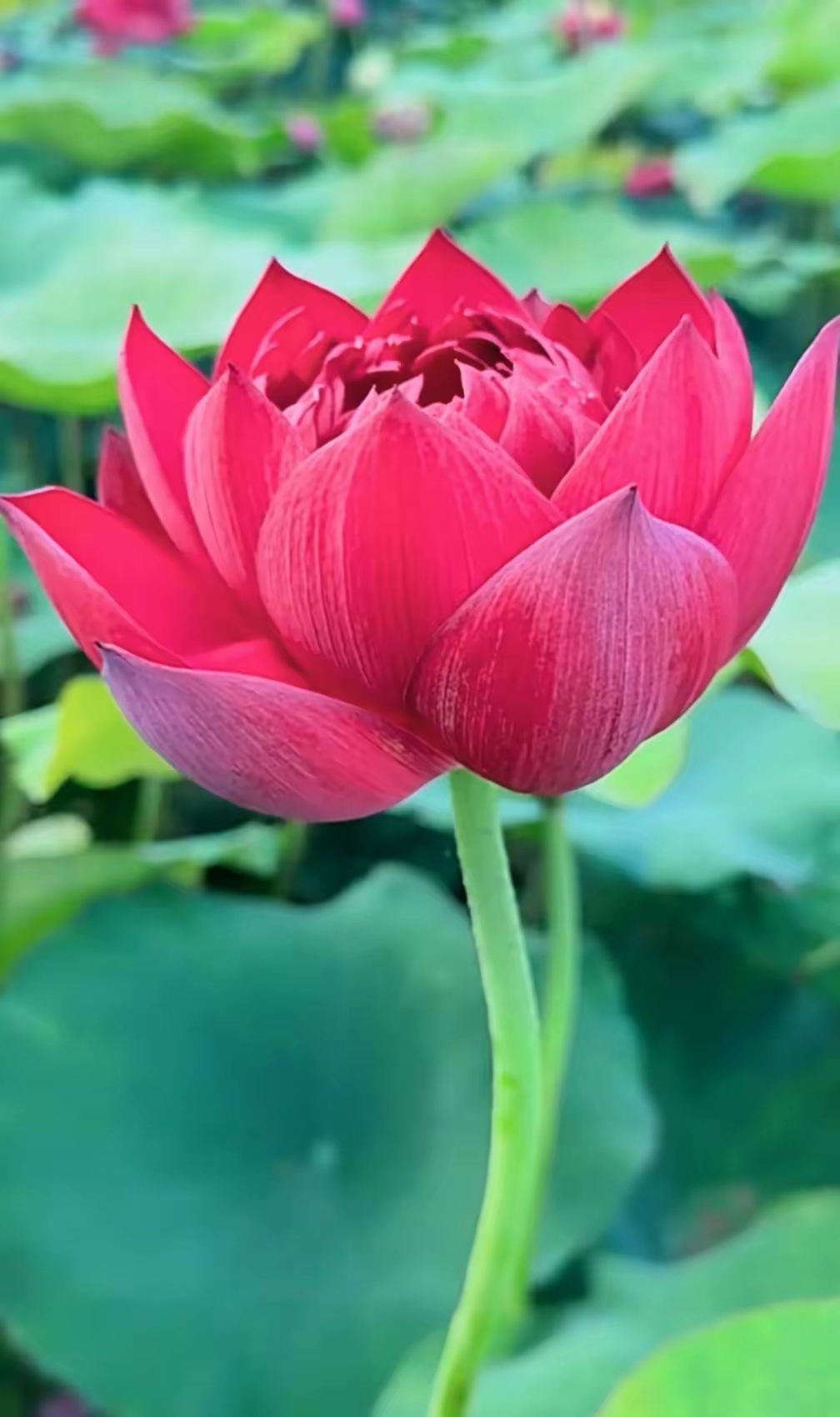 太漂亮啦!火红的荷花图!