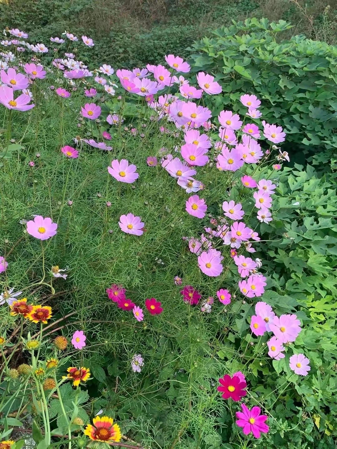 漂亮的格桑花图片