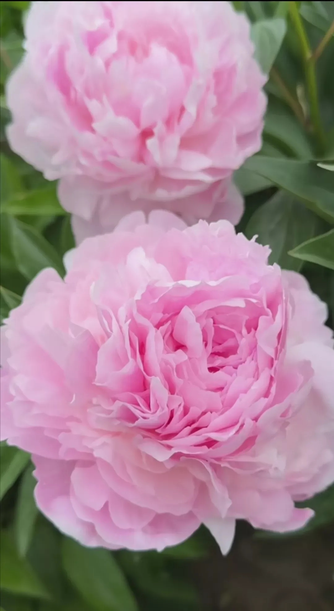 粉色佳人牡丹花,国色天香!