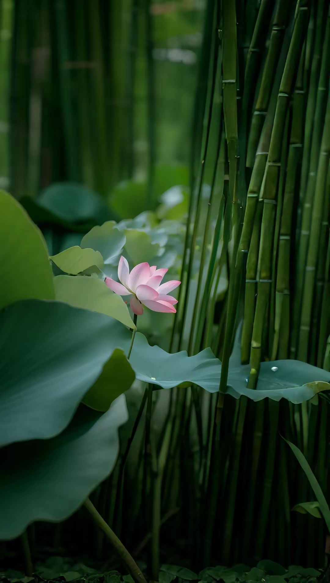 桌面壁纸图片护眼荷花图片