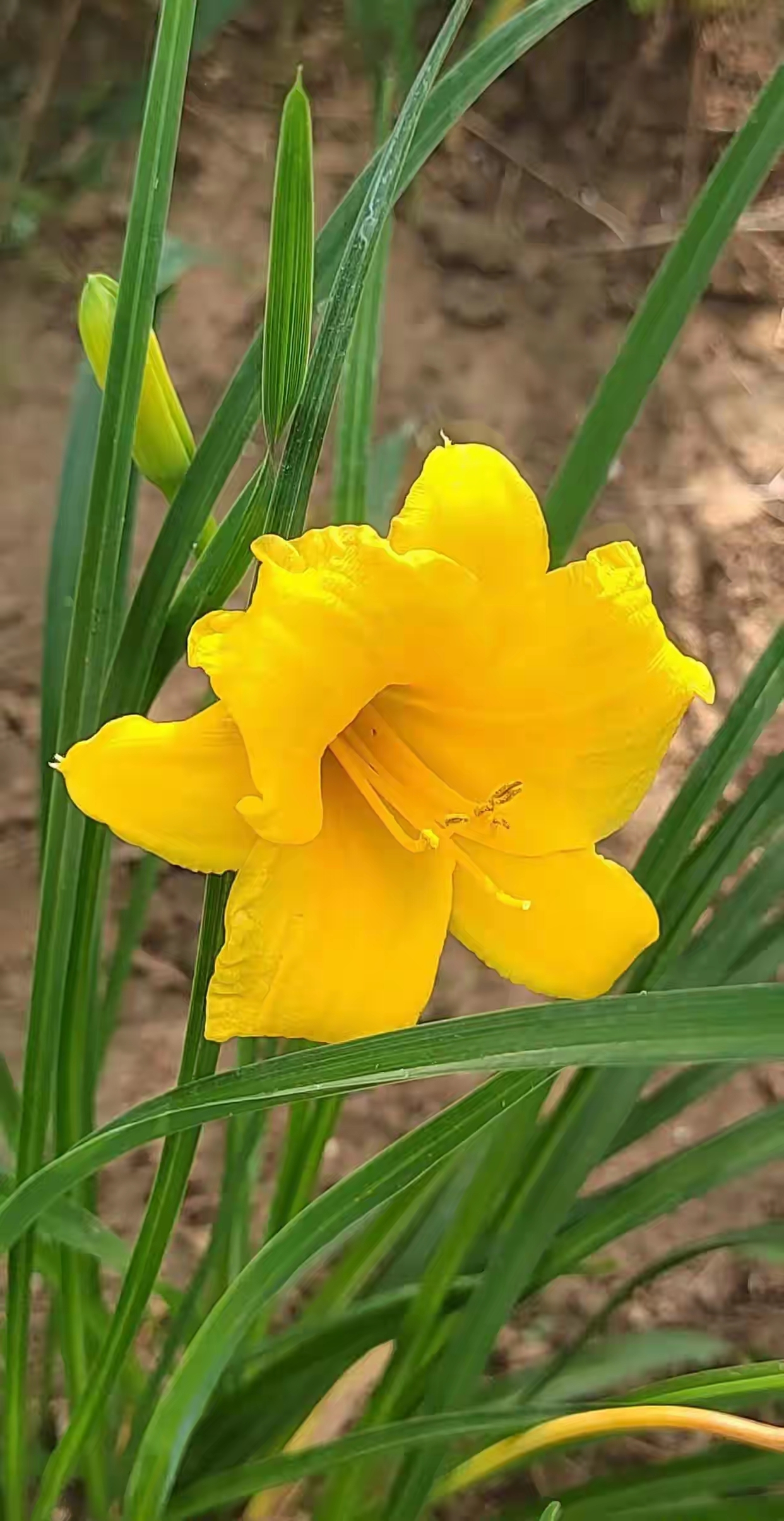 路边的花花草草图片