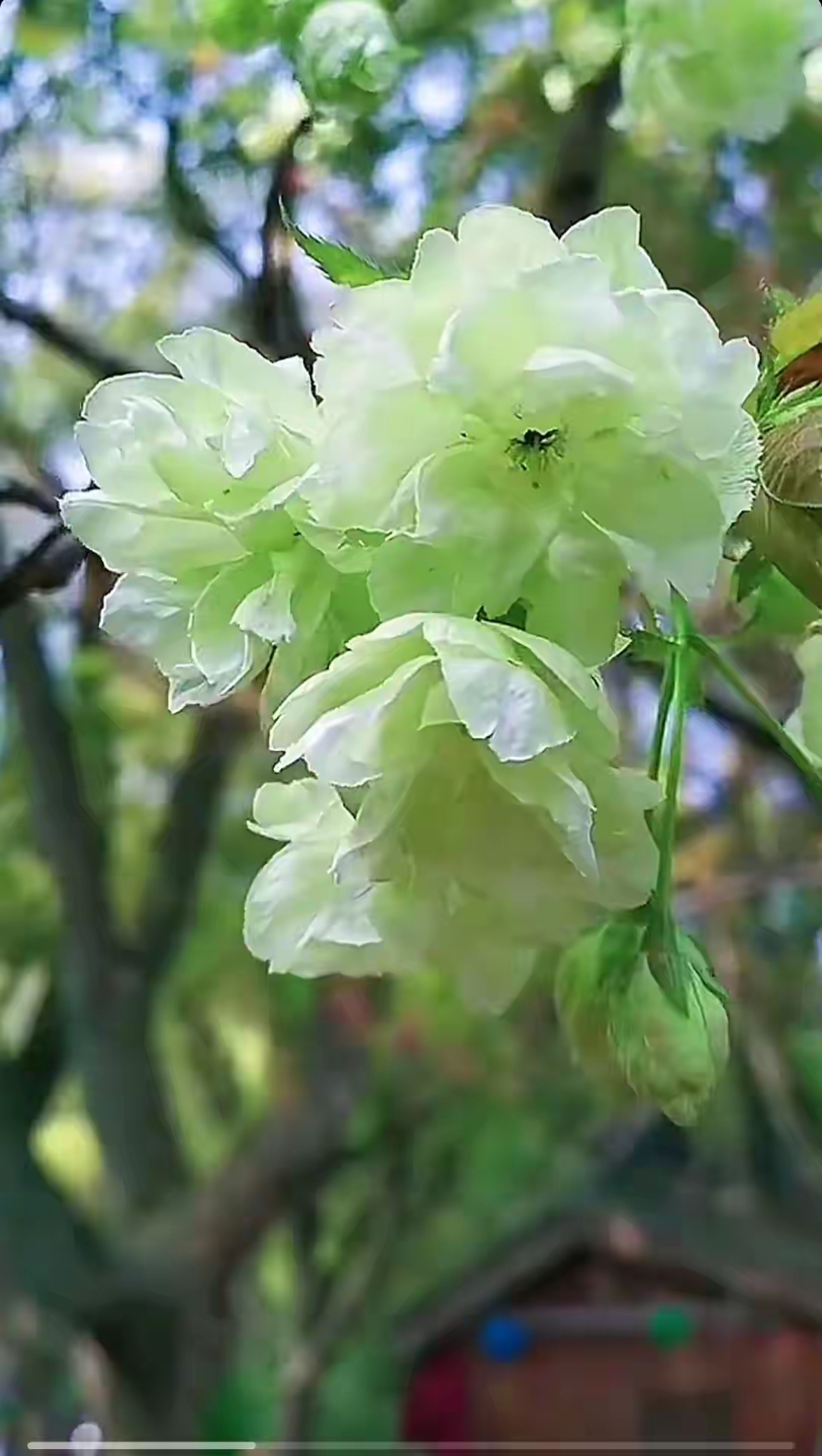 绿色的樱花还是第一次看到.太漂亮了这樱花.