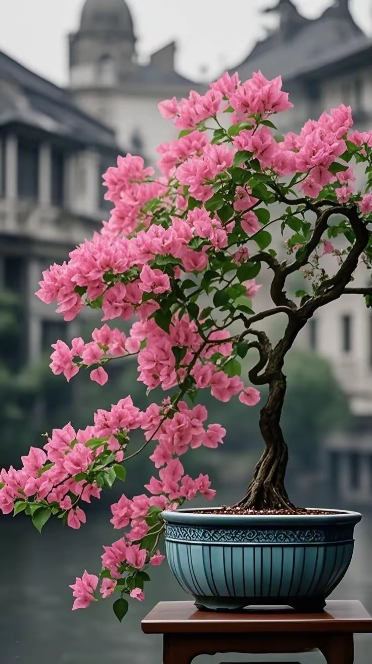 三角梅盆景图片!
