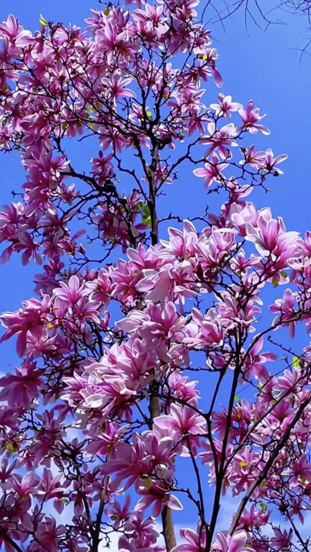 紫色的玉兰花,干净漂亮!