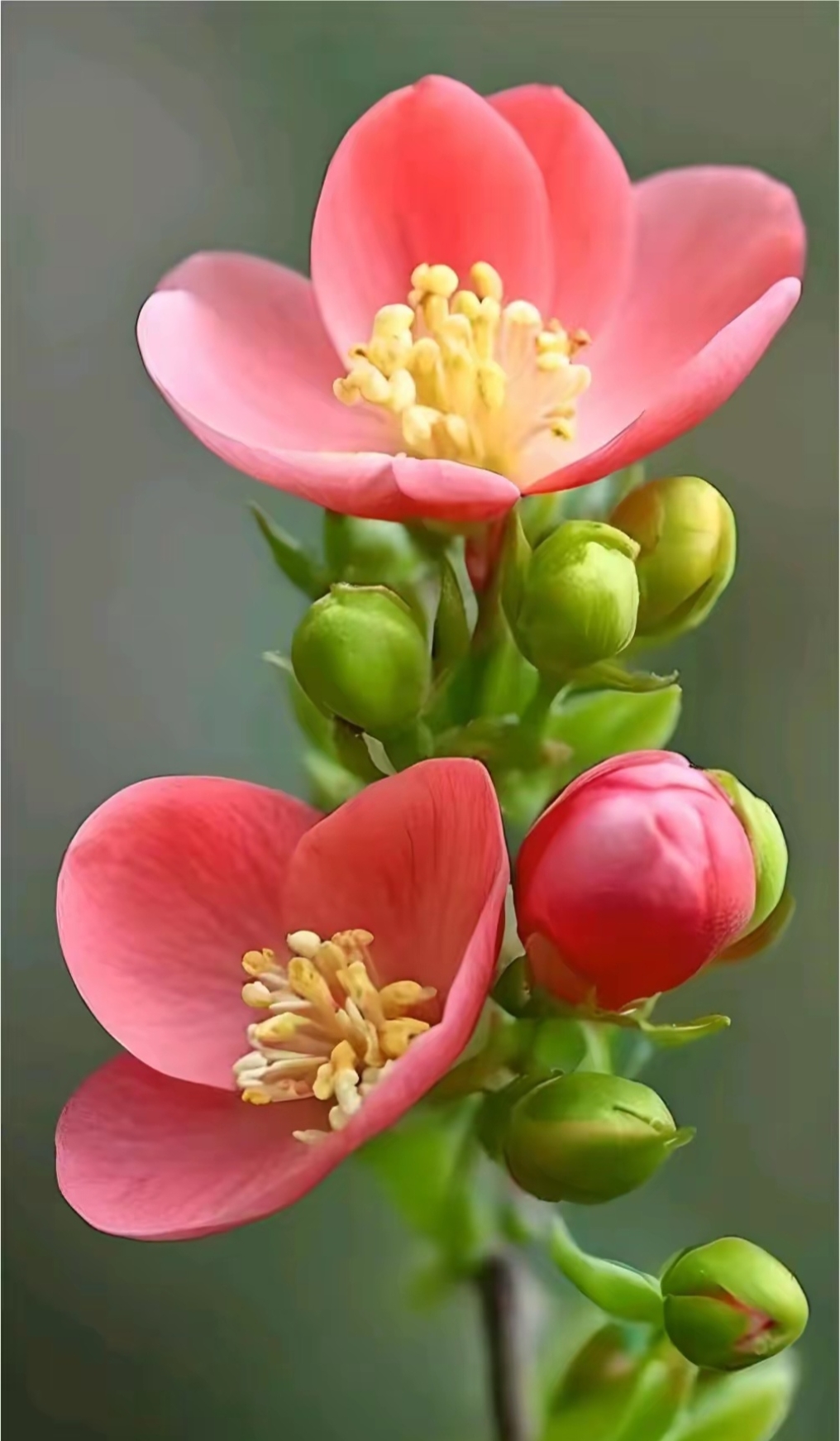 这小小的花朵还挺漂亮,色彩很搭