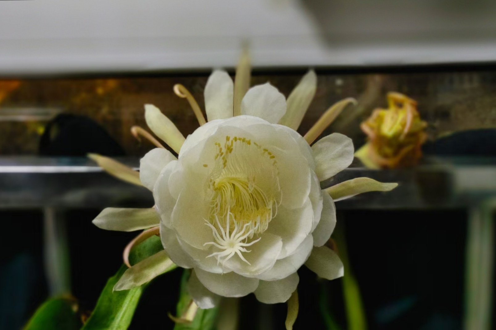 令箭开花也挺漂亮的