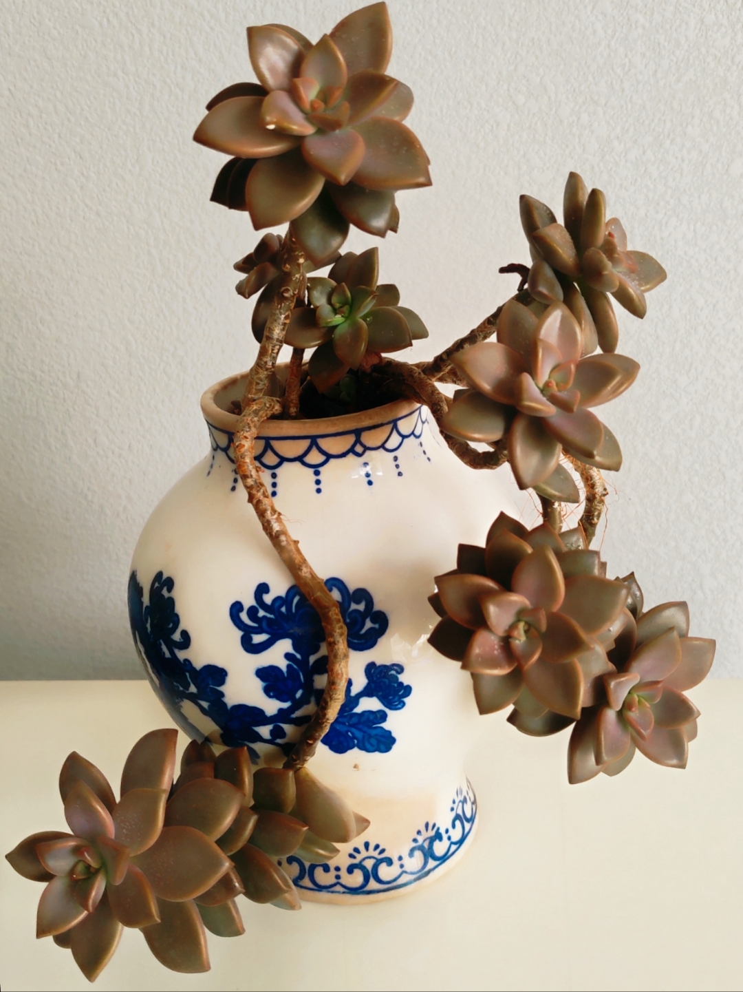 多肉姬胧月很容易养成老桩,出了状态上了色会更漂亮.