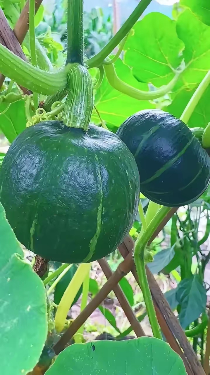 这里有南瓜,秋黄瓜,葫芦紫色的长茄子,菜花西红柿辣椒彩椒个甜瓜应有
