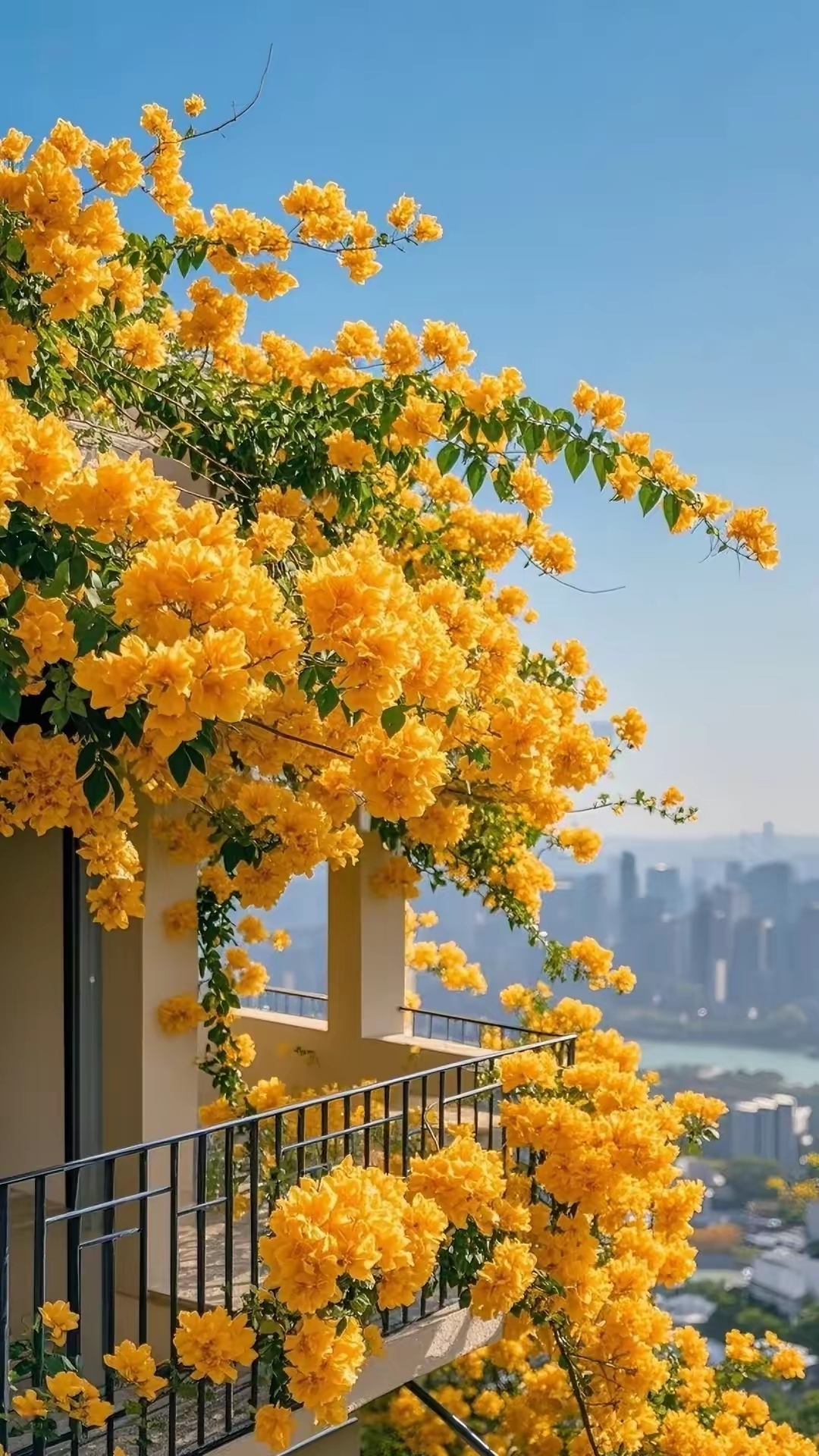 最美手机壁纸图片三角梅的图片大全大图图片花朵 风景图片三角梅开花