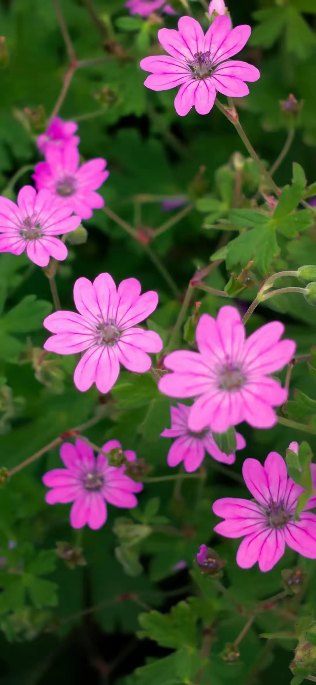 漂亮的小菊花图片!