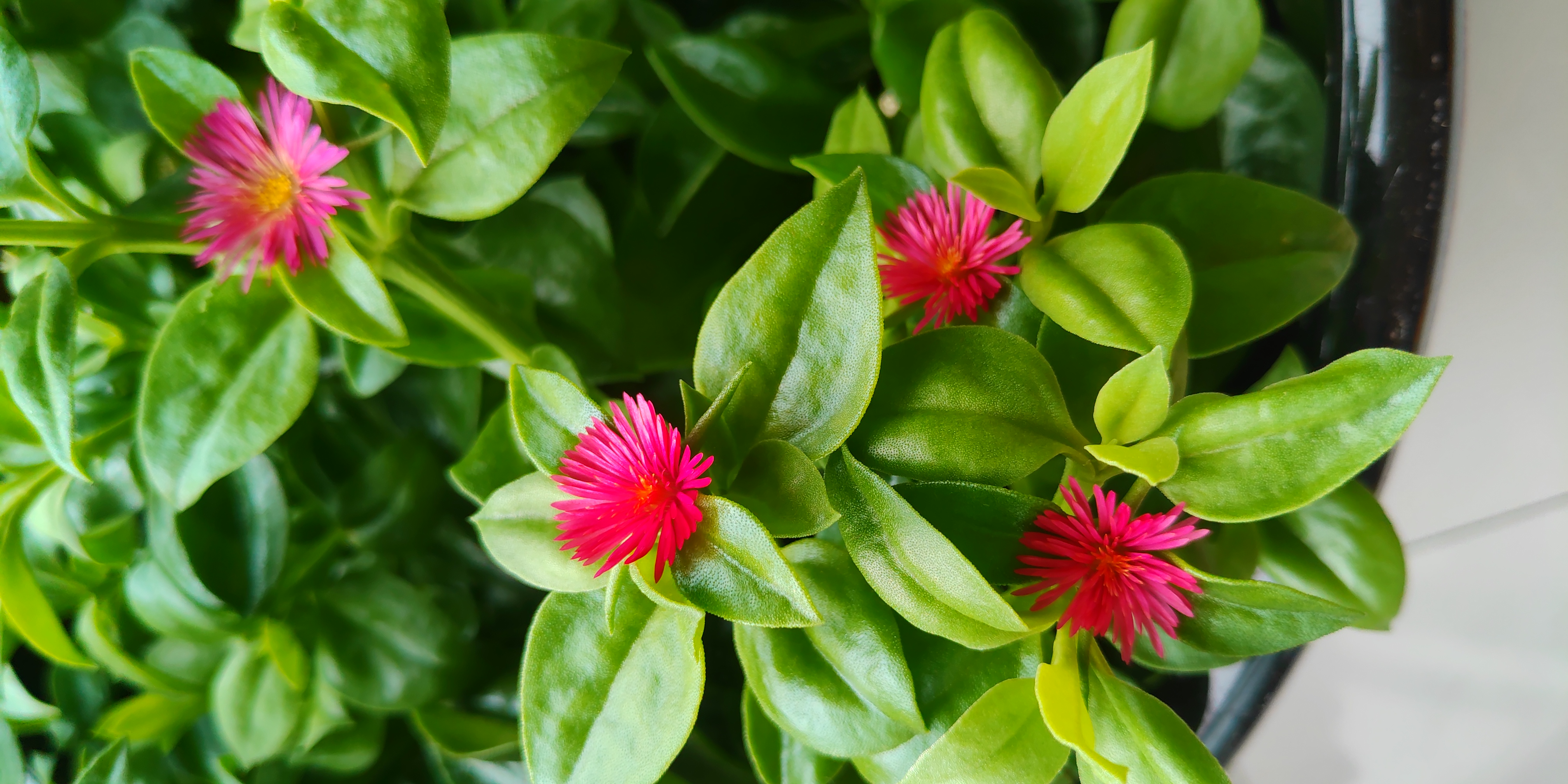 穿心莲不用去买,扦插枝条就能成活,很容易暴盆.