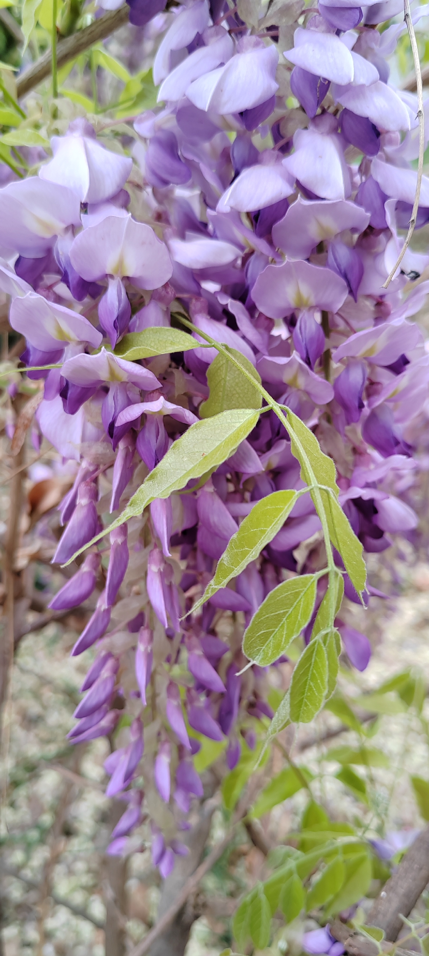 紫色花树头像图片