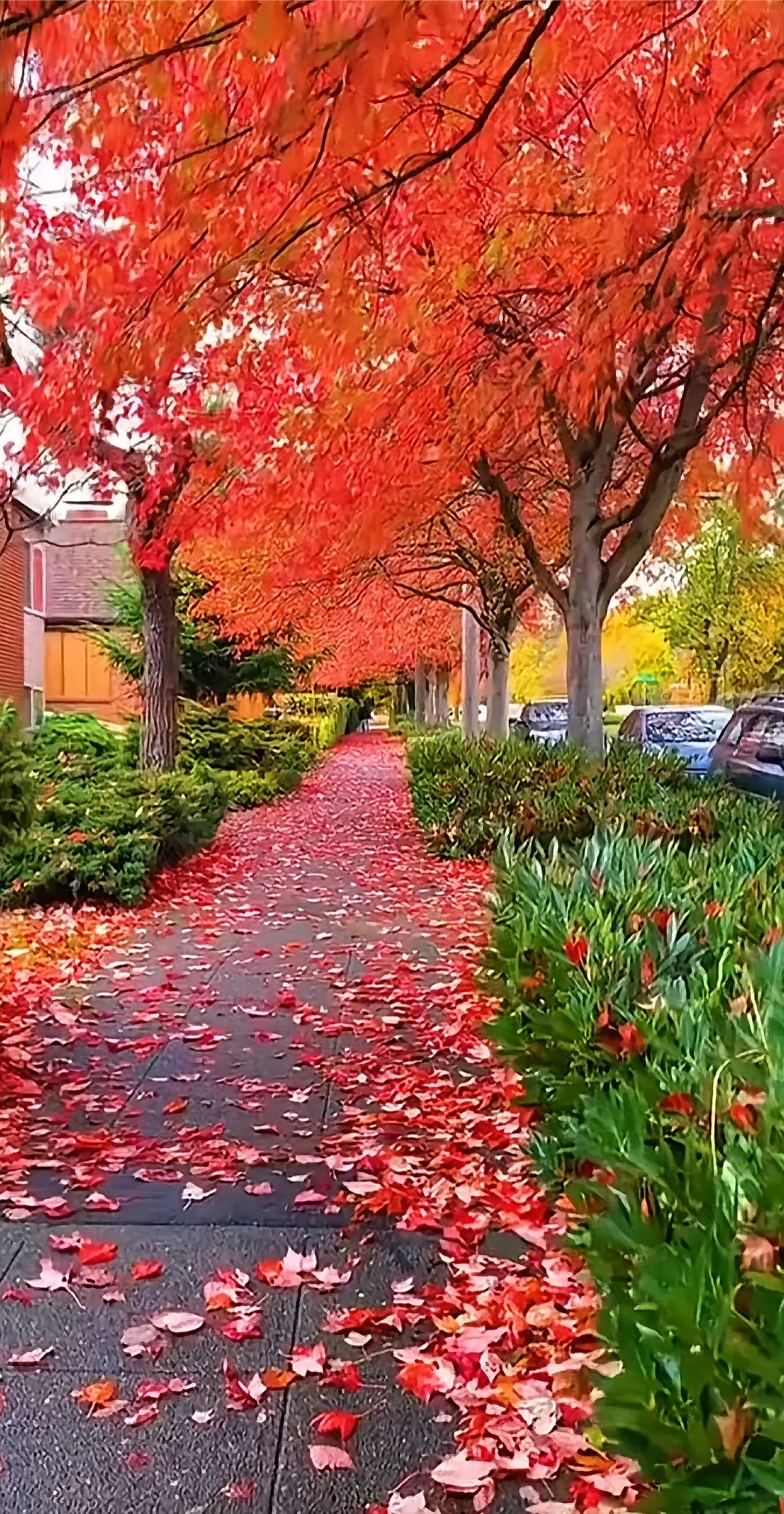 哇,这条小路简直美翻了,满地都是火红的枫叶,走上去沙沙作响,秋天就是