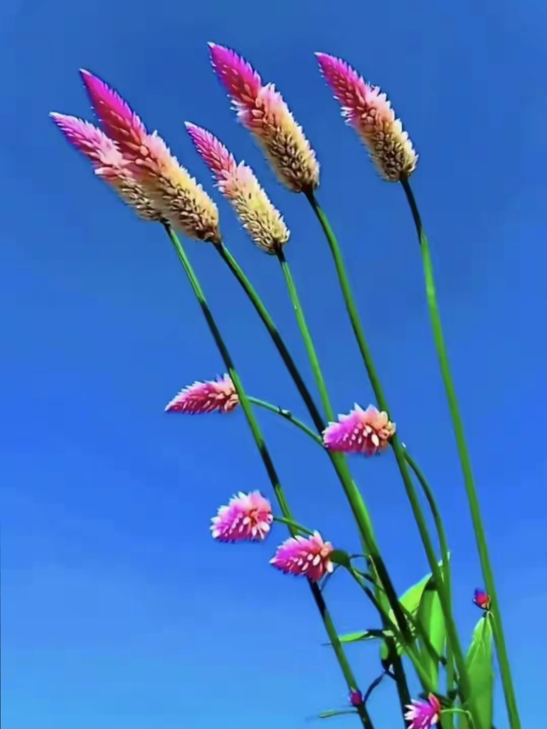 山坡上的野花野草图片.
