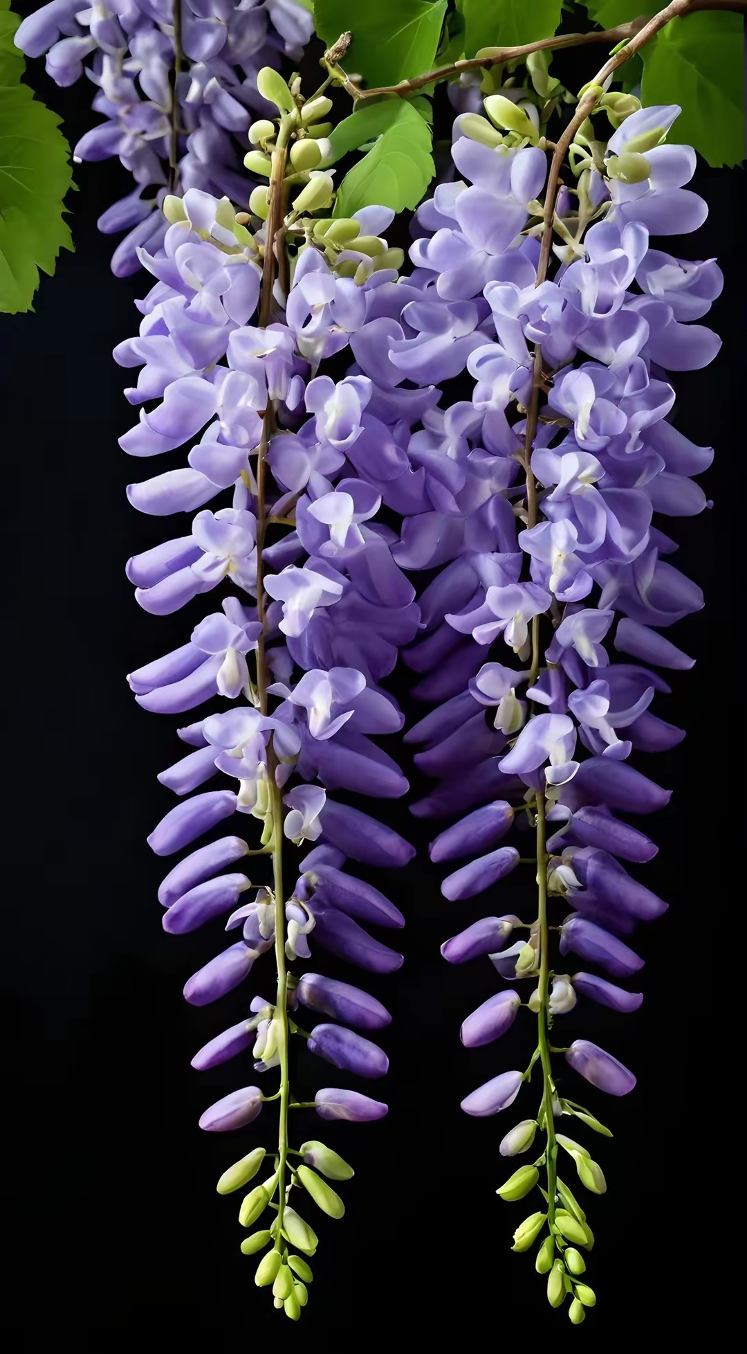 漂亮的紫藤花图片!紫藤花开花成串倒挂在枝头,被风一吹花香四溢
