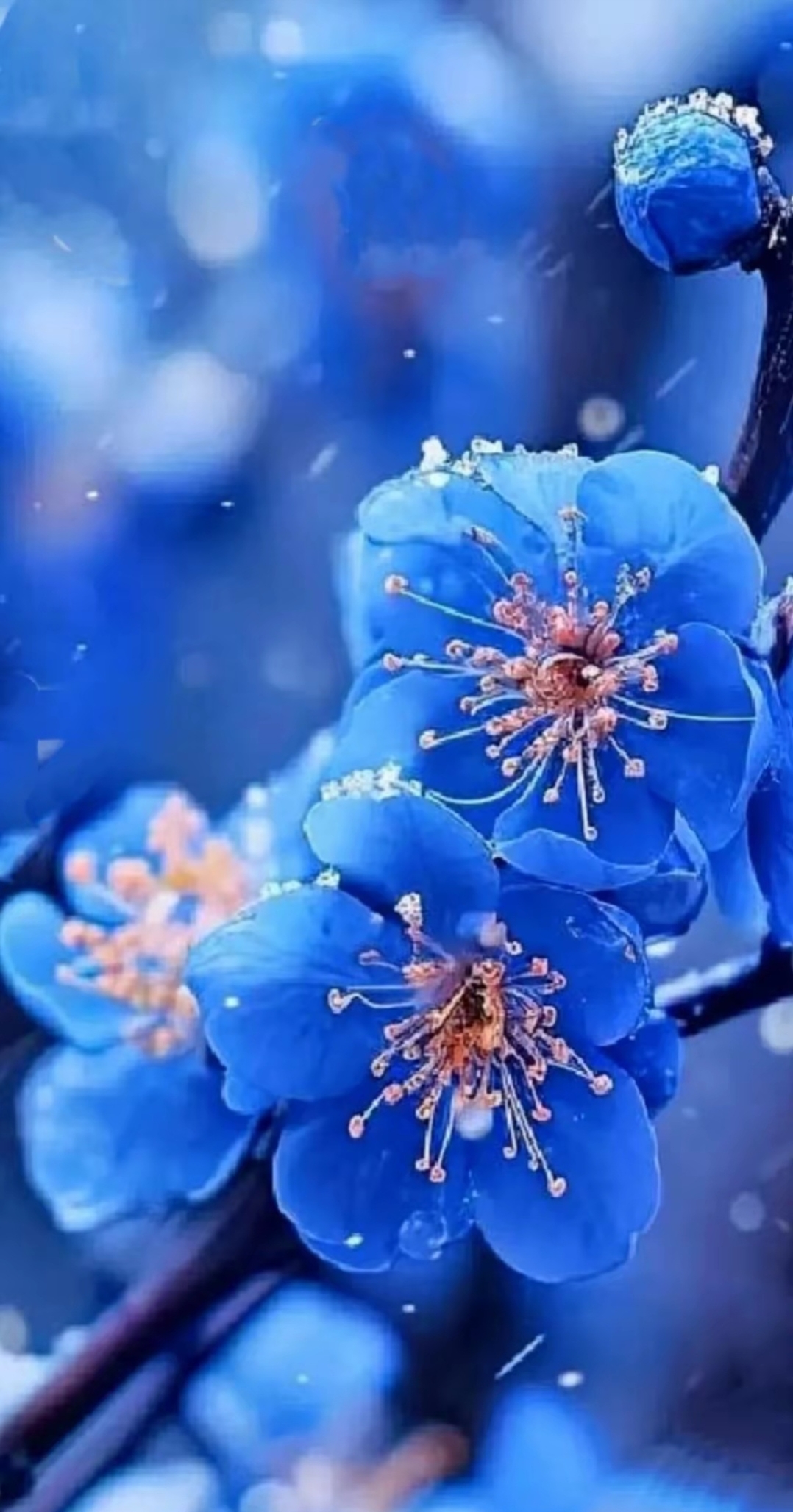 蓝色的梅花图片!雪中赏梅,静待花开.