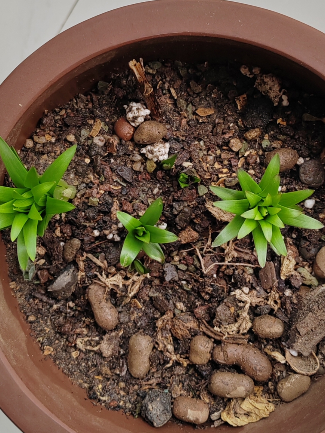 野百合的新芽长大了.