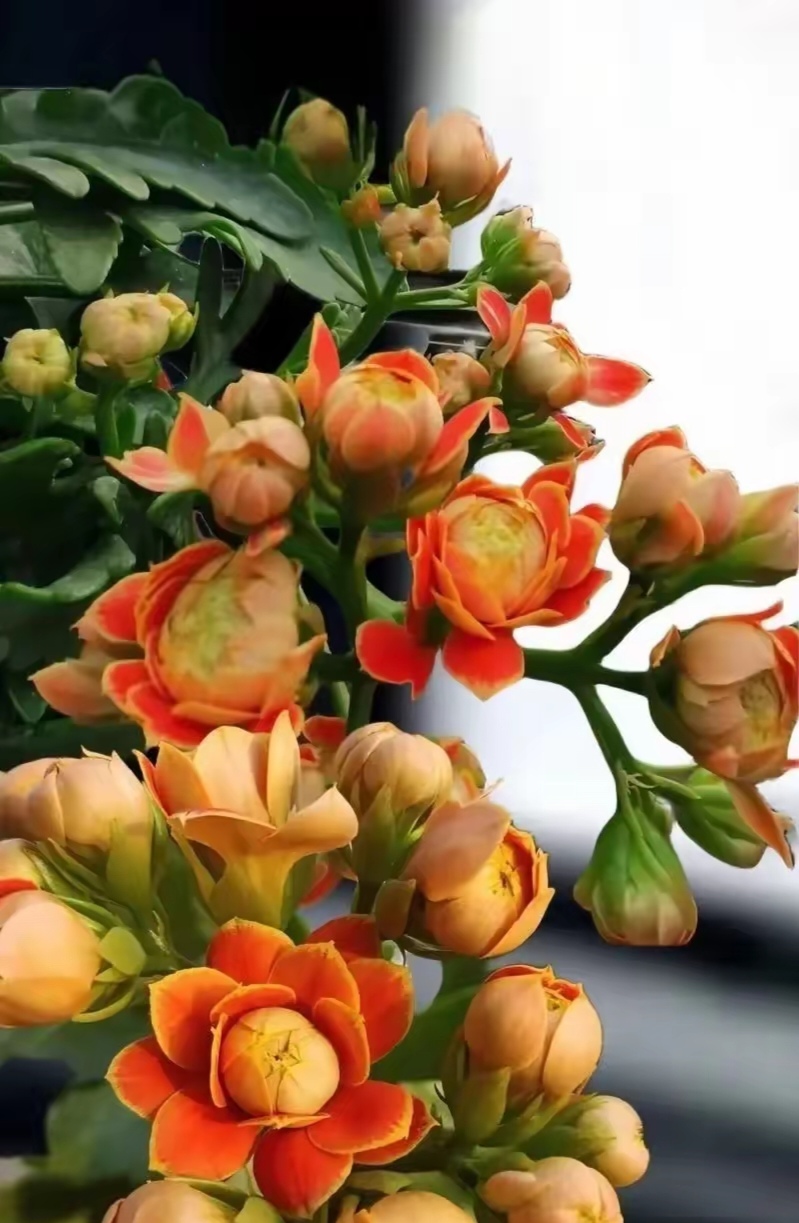 不同色彩的长寿花图片!长寿花花期长花朵鲜艳多彩,很受花友们喜爱!