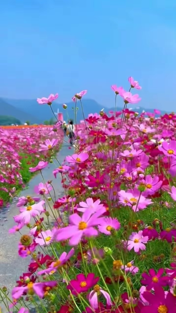 漂亮的格桑花图片 花开成片 走过粉色的浪漫