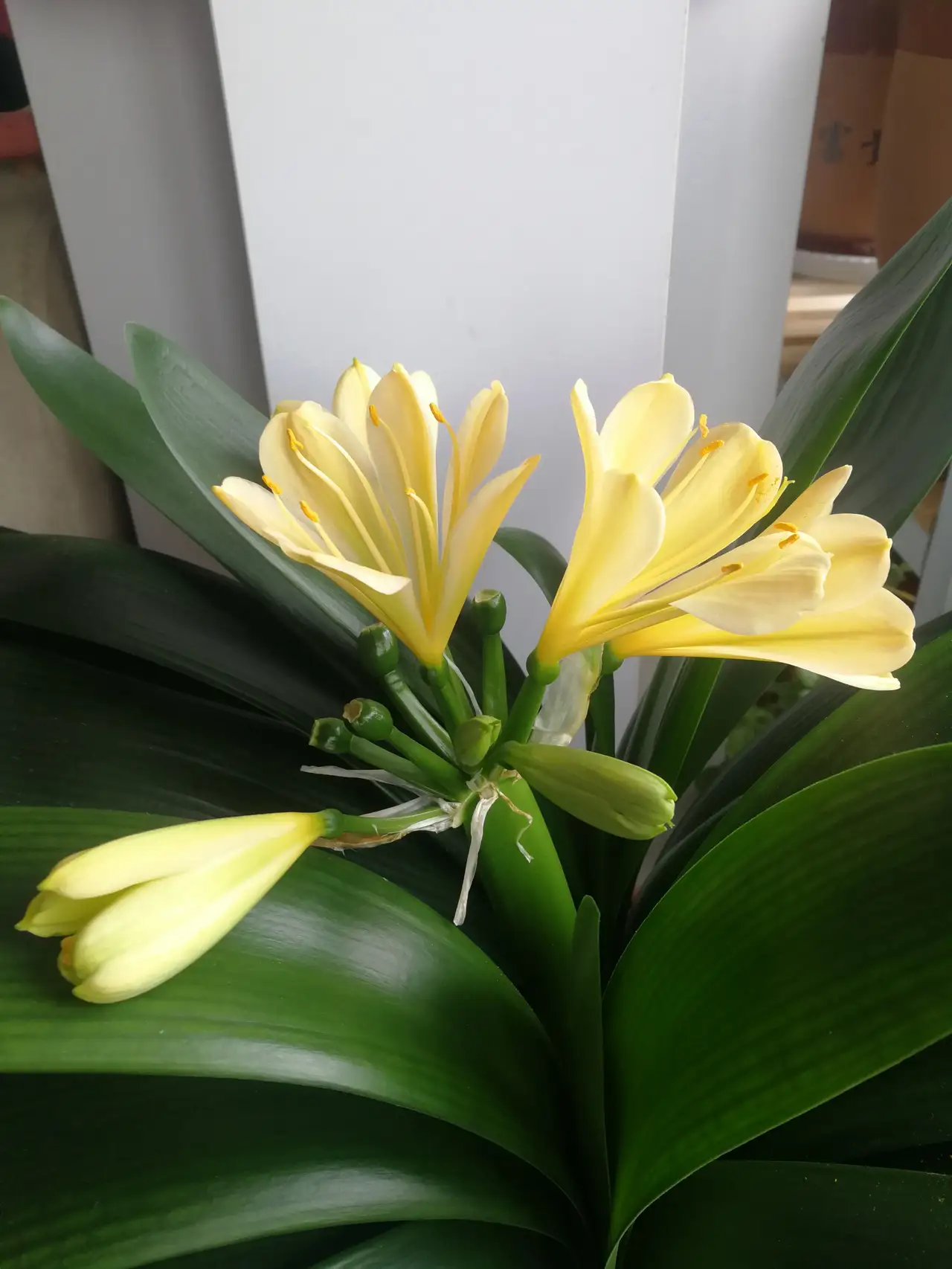 君子兰,漂亮的花朵!清淡的黄色,耀眼的橘红色,开花各有特色!