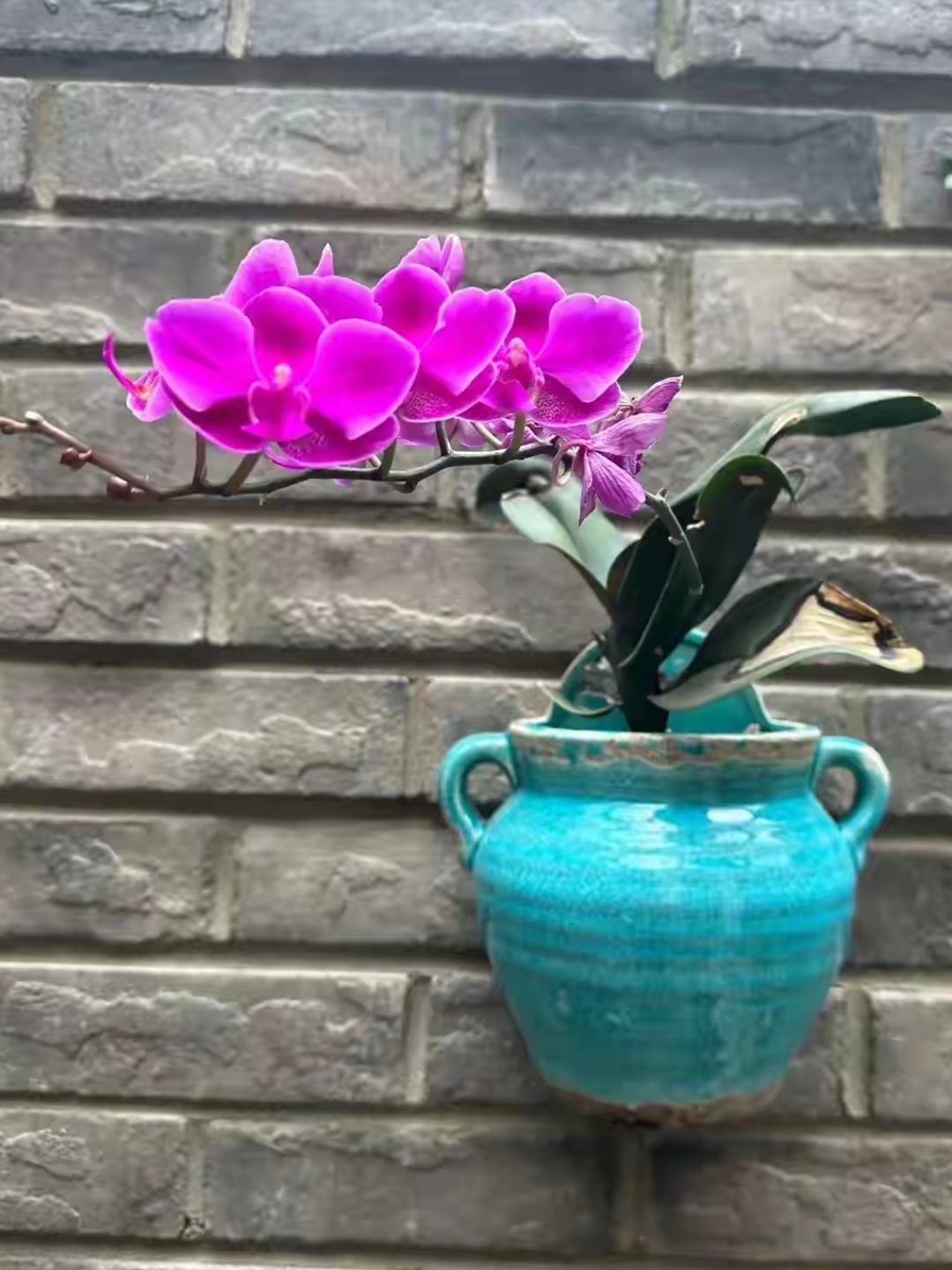 挂在墙上养殖的蝴蝶兰图片.