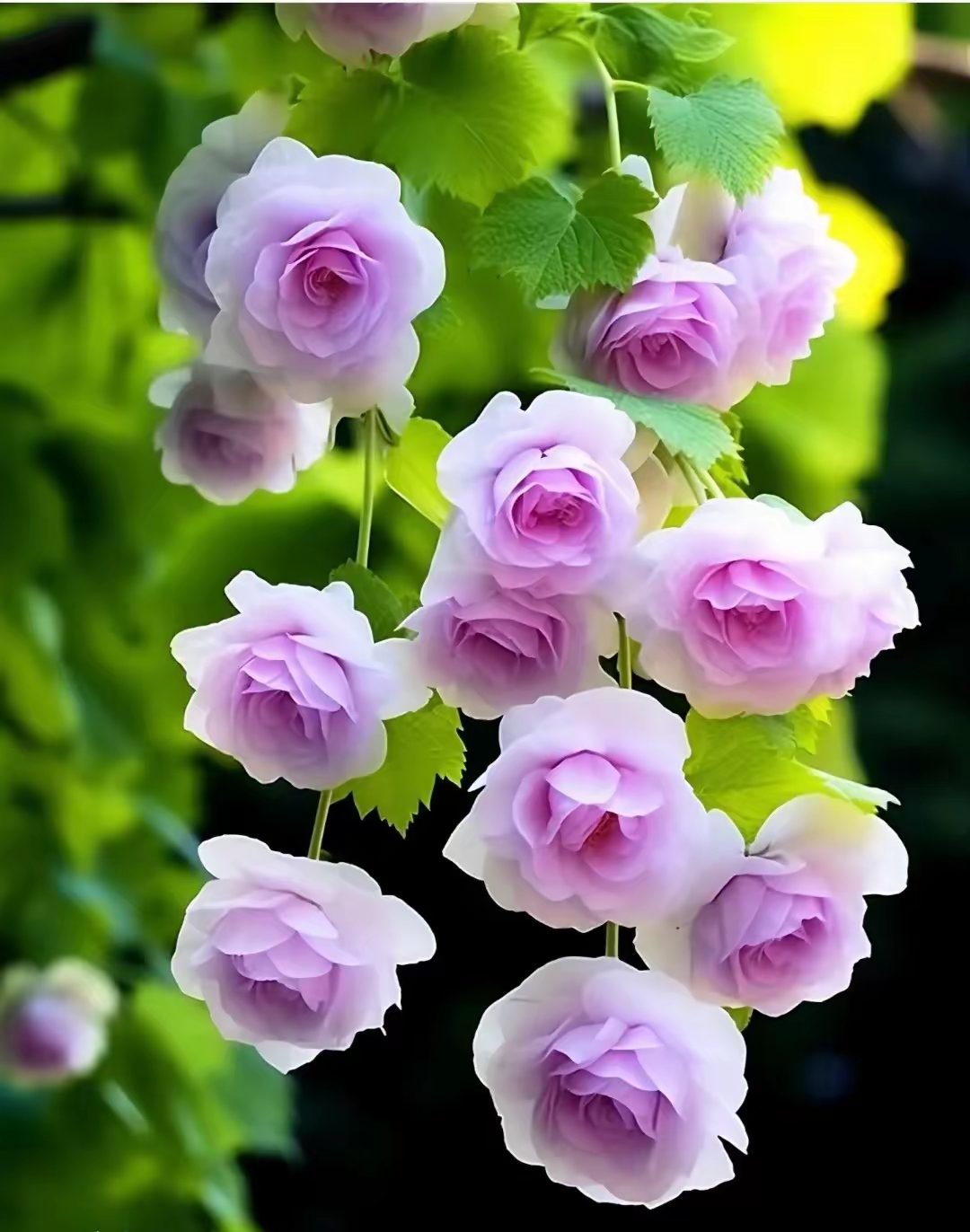 漂亮的粉色蔷薇花图片!收藏吧太漂亮太干净靓丽!