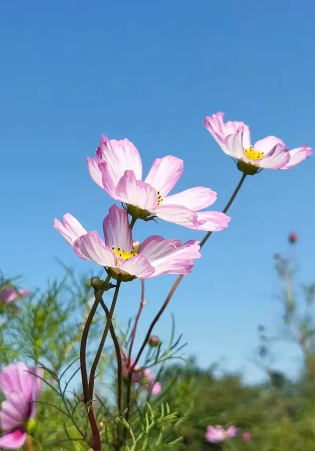 阳光照着花朵图片图片