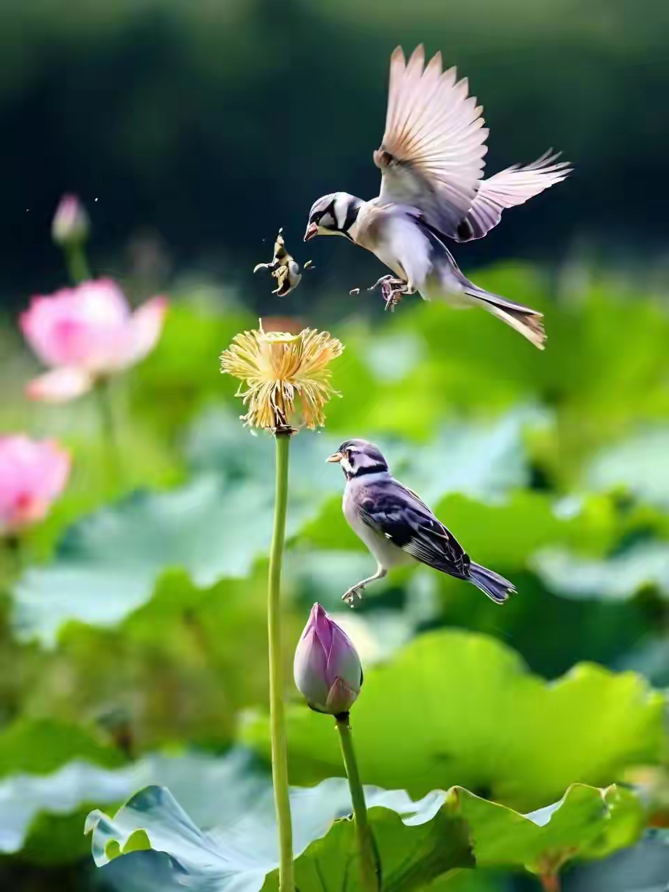 荷塘荷花和飞鸟动态的画面,瞬间的抓拍把美景定格下来!