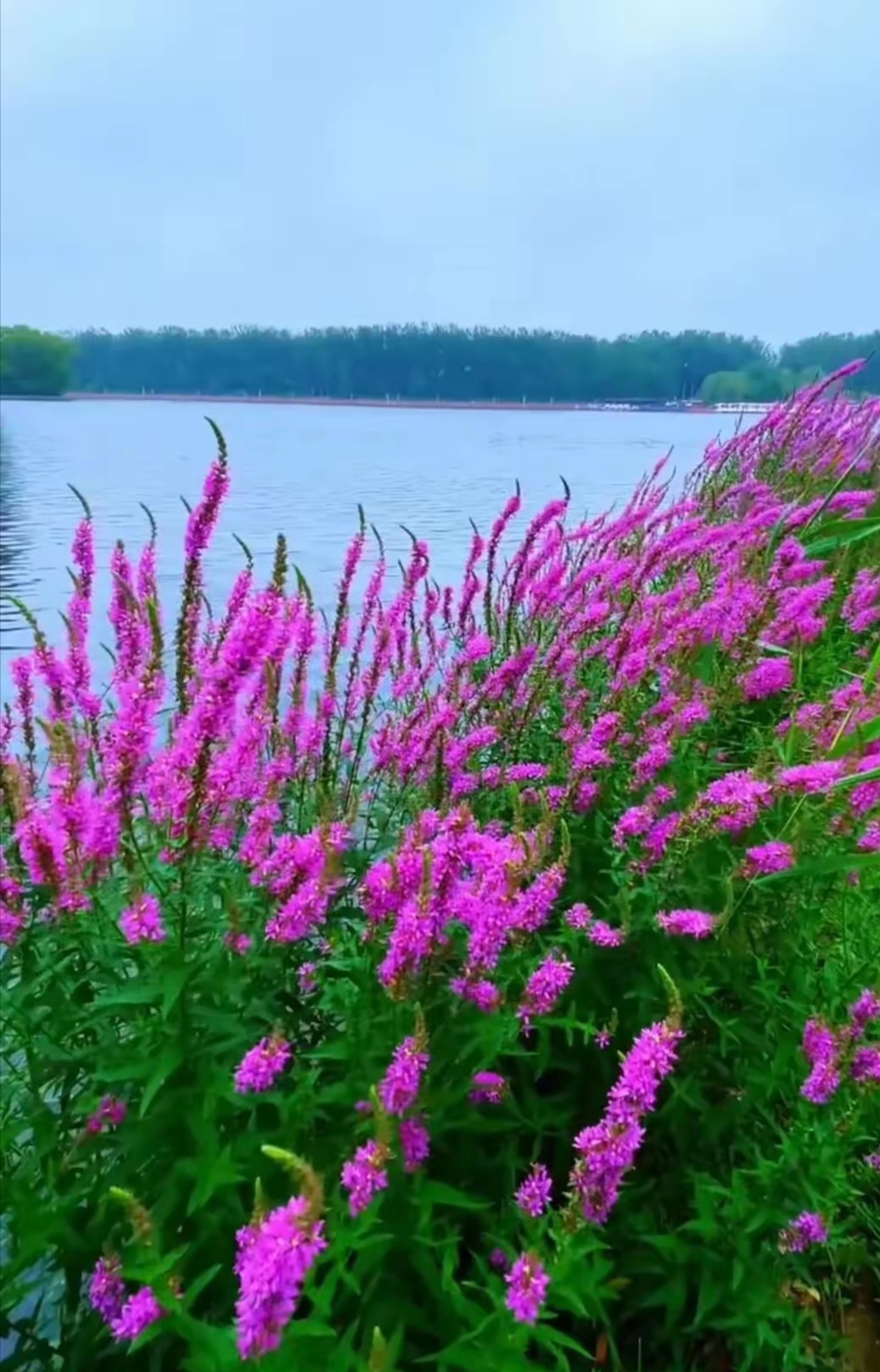 满眼满眼望去它就是河边的一抹红,花开心情也醉了.